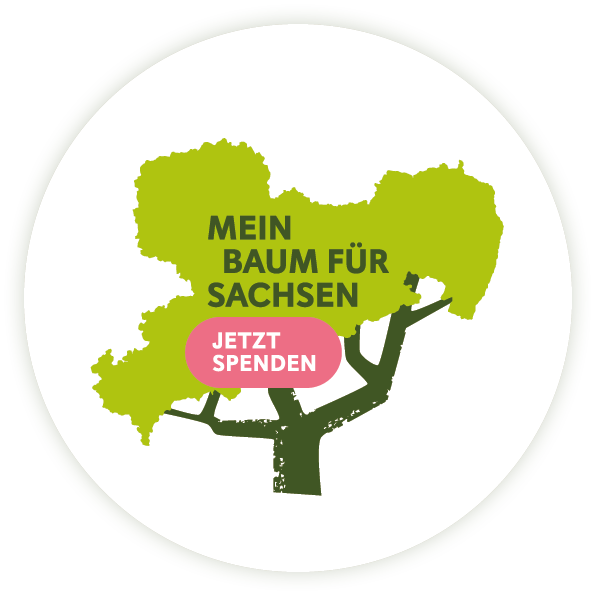 Mehr Wald für Sachsen: Erfolgreiche Kooperation von „So geht sächsisch.“ und Stiftung Wald für Sachsen wird fortgesetzt